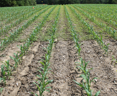 herbicide.jpg herbicide.jpg